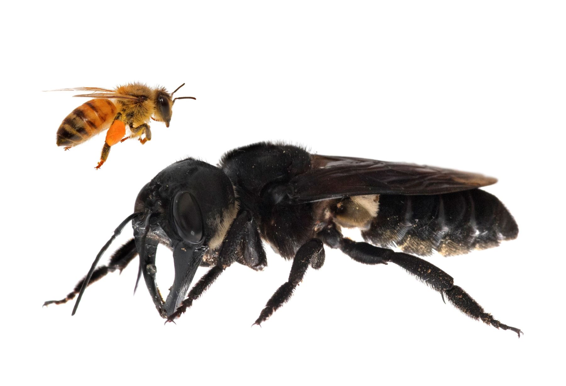 Composición fotográfica facilitada por Global Wildlife Conservation de un ejemplar "Megachile pluto", la abeja más grande del mundo. Foto: EFE