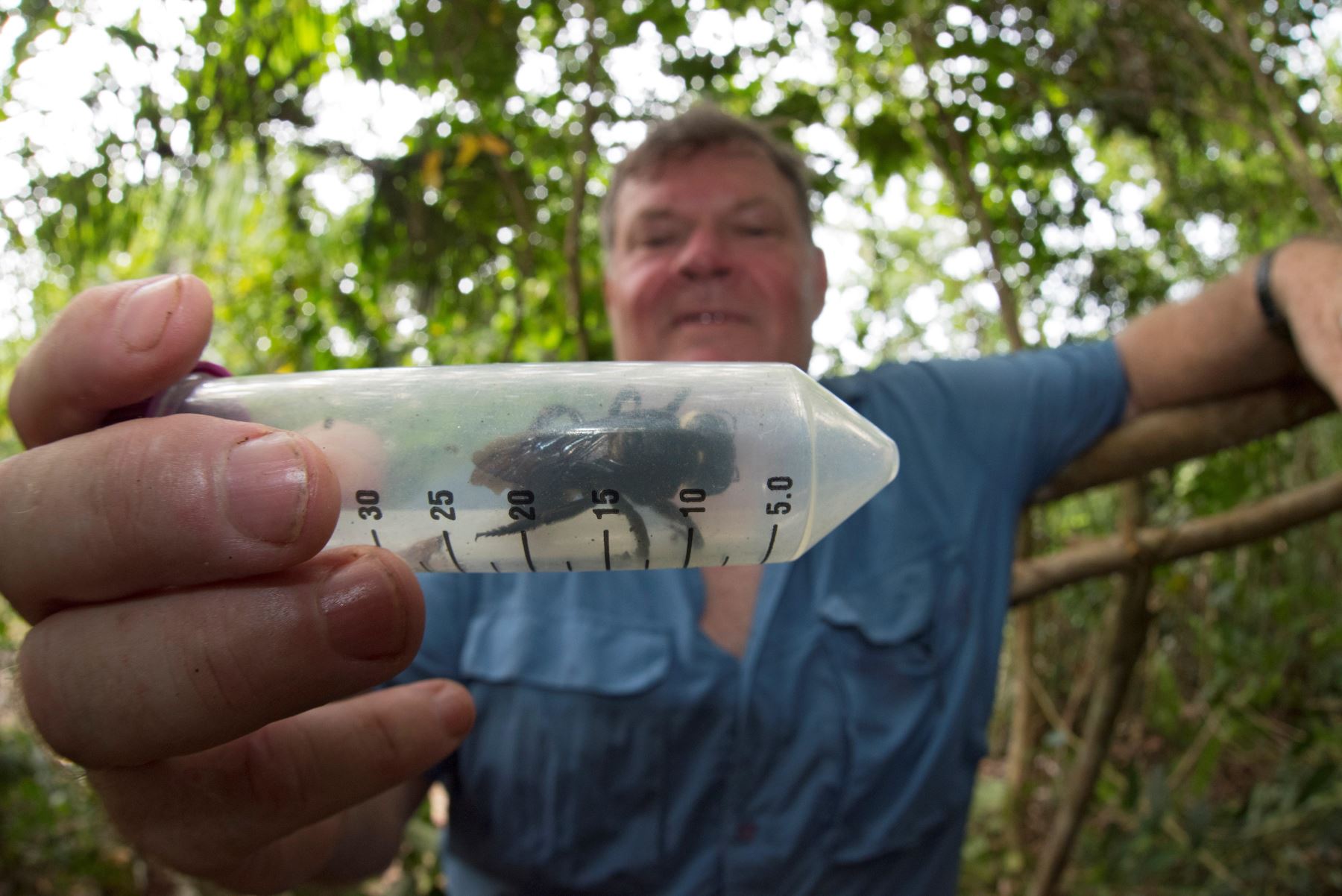 Fotografía facilitada por Global Wildlife Conservation de Simon Robson, profesor de biología de la Universidad de Sydney y la Universidad de Queensland en Australia, con la abeja gigante Wallace ("Megachile pluto"). Foto: EFE