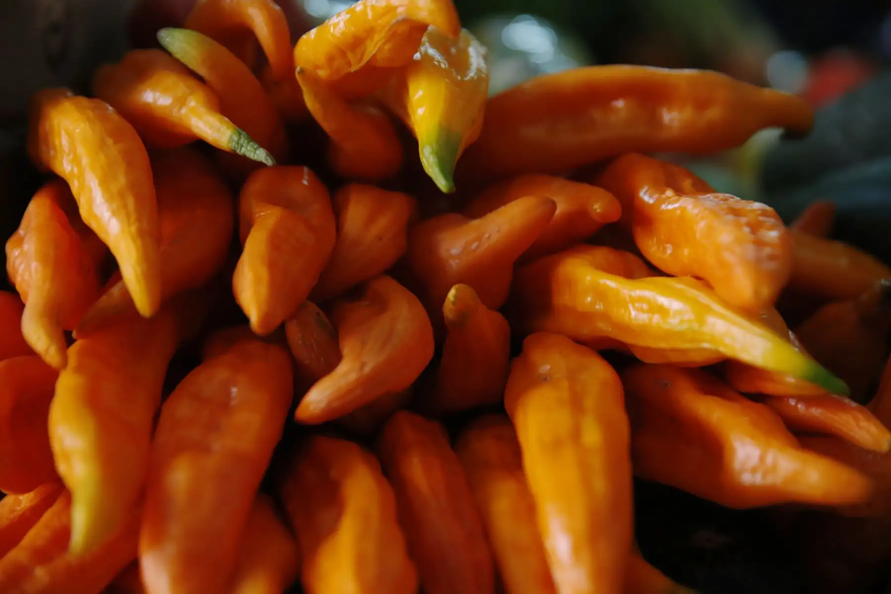 El Mercado Central de tacna, se ubica dentro de los mejores centros de abastos a nivel nacional. Cuenta con 980 comerciantes y reciben diariamente a más de 3 mil visitantes. Visitarlo es un paseo obligado, tiene a la venta variados  productos típico, locales de juguerias donde se encuentra rica comida al paso y a un muy bajo costo. Foto: ANDINA/Nathalie Sayago