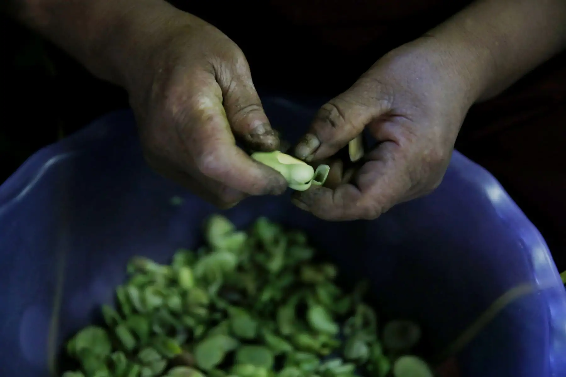 El Mercado Central de tacna, se ubica dentro de los mejores centros de abastos a nivel nacional. Cuenta con 980 comerciantes y reciben diariamente a más de 3 mil visitantes. Visitarlo es un paseo obligado, tiene a la venta variados  productos típico, locales de juguerias donde se encuentra rica comida al paso y a un muy bajo costo. Foto: ANDINA/Nathalie Sayago