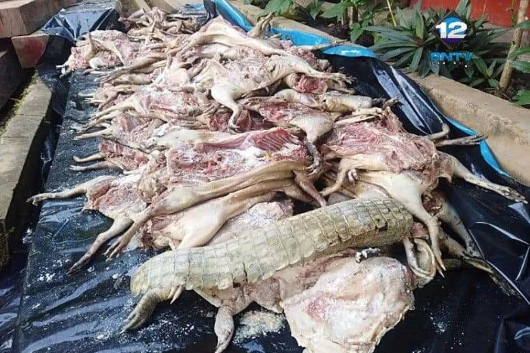 Un promedio de 255 kilos de carne de animales silvestres muertos y listos para su venta en el mercado como carne comestible fue incautado por la fiscal de turno, Vanesa Vela Del Águila, con el apoyo de efectivos policiales y funcionarios de la oficina desconcentrada de Desarrollo Fforestal de Yurimaguas en la región Loreto.
