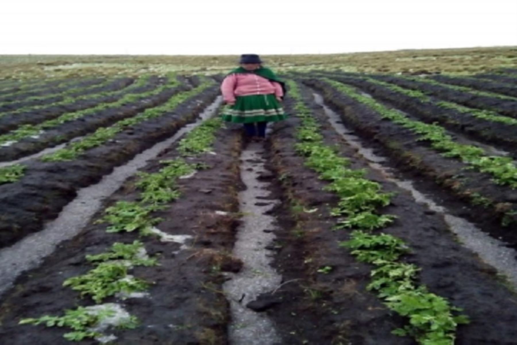 Las lluvias intensas acompañadas de granizada afectaron áreas de cultivo en el distrito de Tumay Huaraca, provincia de Andahuay, región Apurímac, informó la Dirección Desconcentrada del Instituto Nacional de Defensa Civil (Indeci).