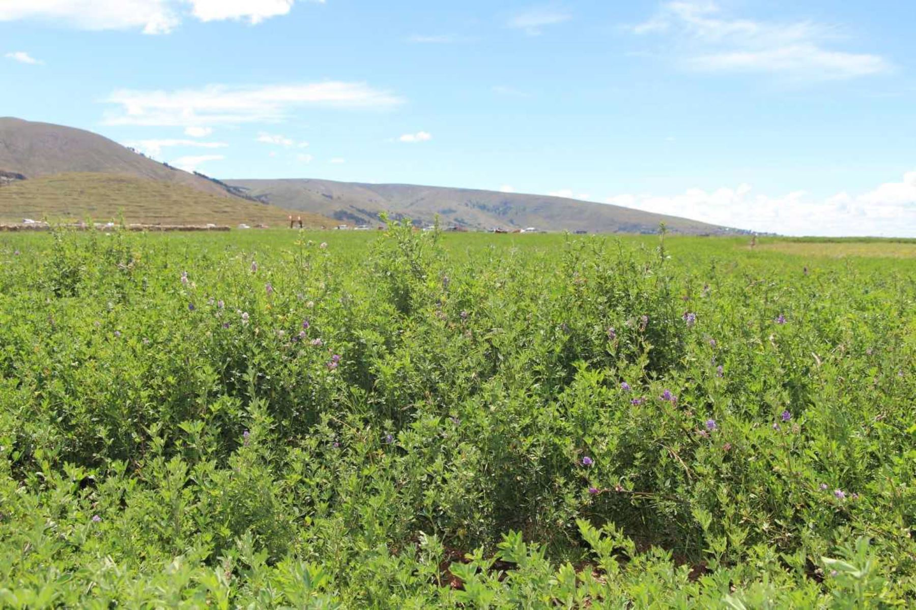 Agro Rural promovió la siembra de pastos en las zonas altas de seis provincias de Arequipa. Foto: ANDINA/Archivo