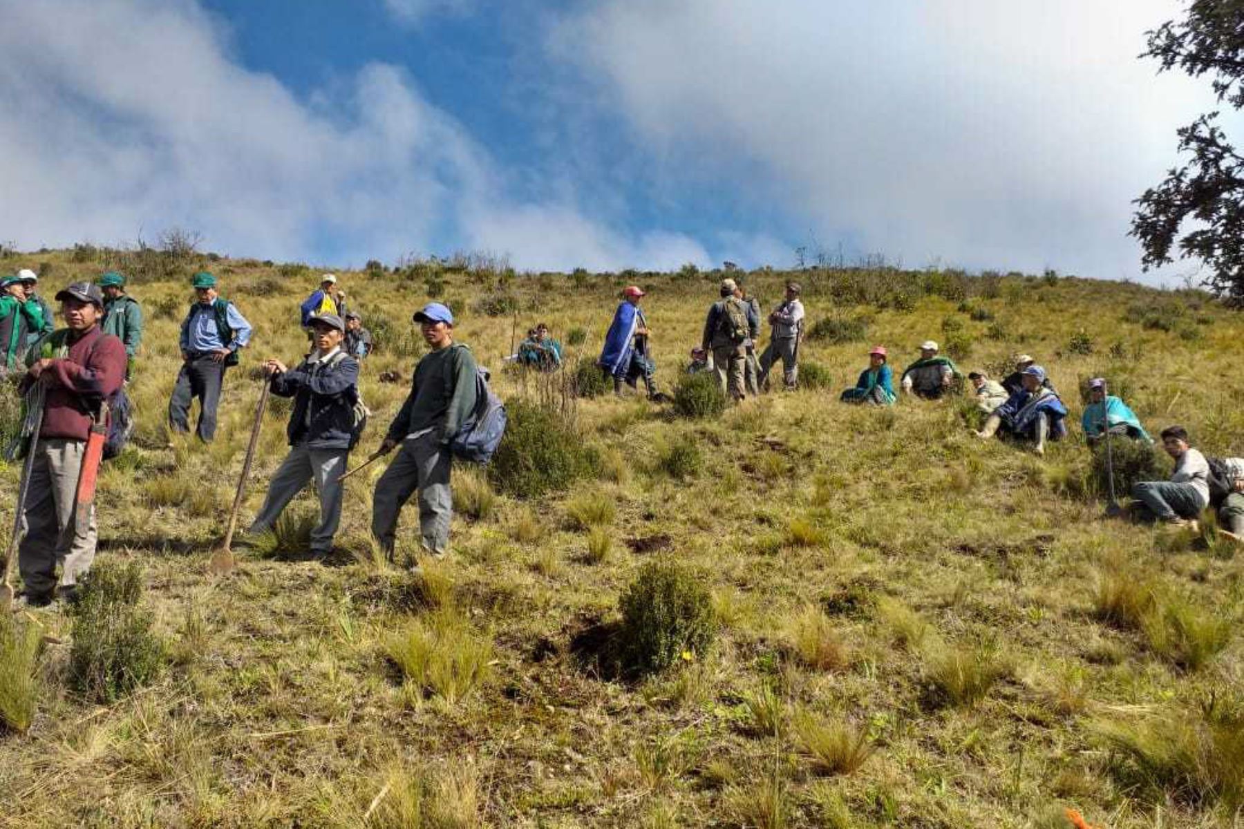 Más de 120 agricultores de la comunidad campesina de Quispampa, ubicada en la provincia de Huancabamba, iniciaron los trabajos de preparación de terrenos y apertura de hoyos para la siembra de plantones de pino patula, que serán instalados en aproximadamente 45 hectáreas de tierras comunales en las zonas altas de la región.