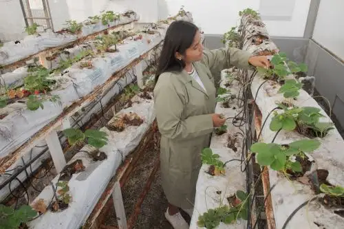 Las becas están relacionadas con la agricultura, alimentación, medio ambiente y ciencias de la salud. Foto: Pronabec