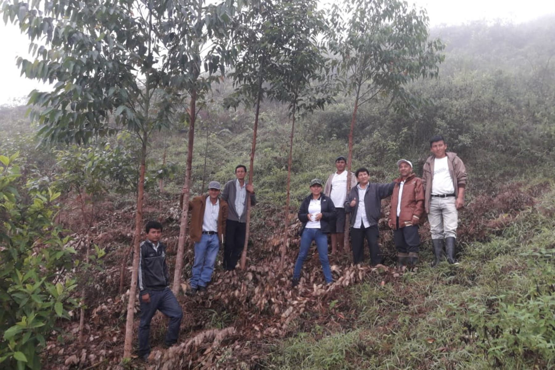 Fomentan la instalación de plantaciones forestales en Cajamarca. ANDINA/Difusión