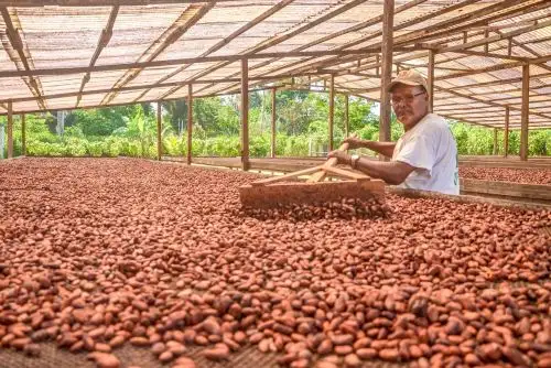 Cacao del Alto Huallaga de Huánuco. Foto: Cortesía.