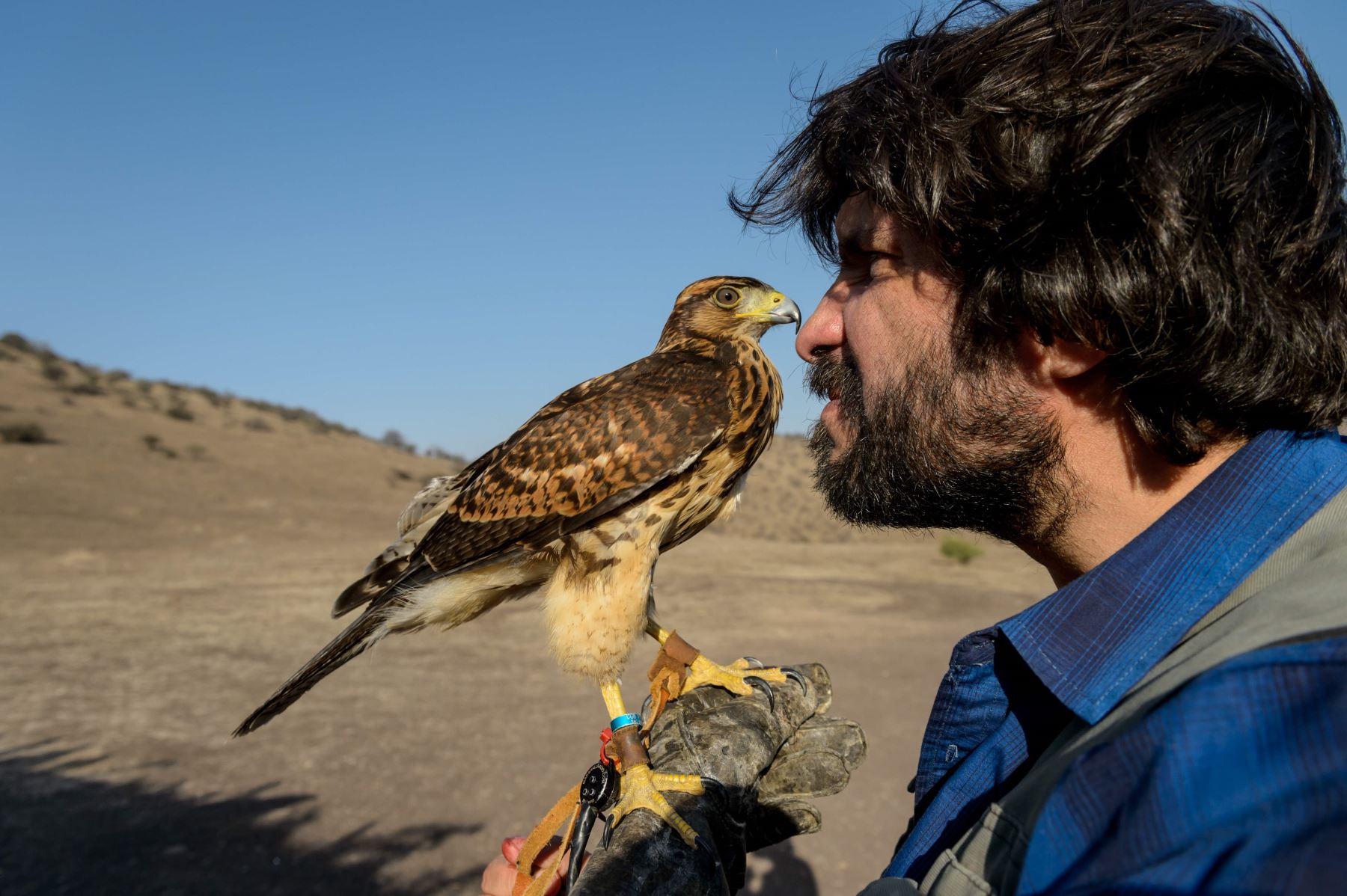 El parapente chileno Ariel Marinkovic se representa con su compañero de vuelo un halcón de Harris (Parabuteo unicinctus) de diez meses. Foto: AFP
