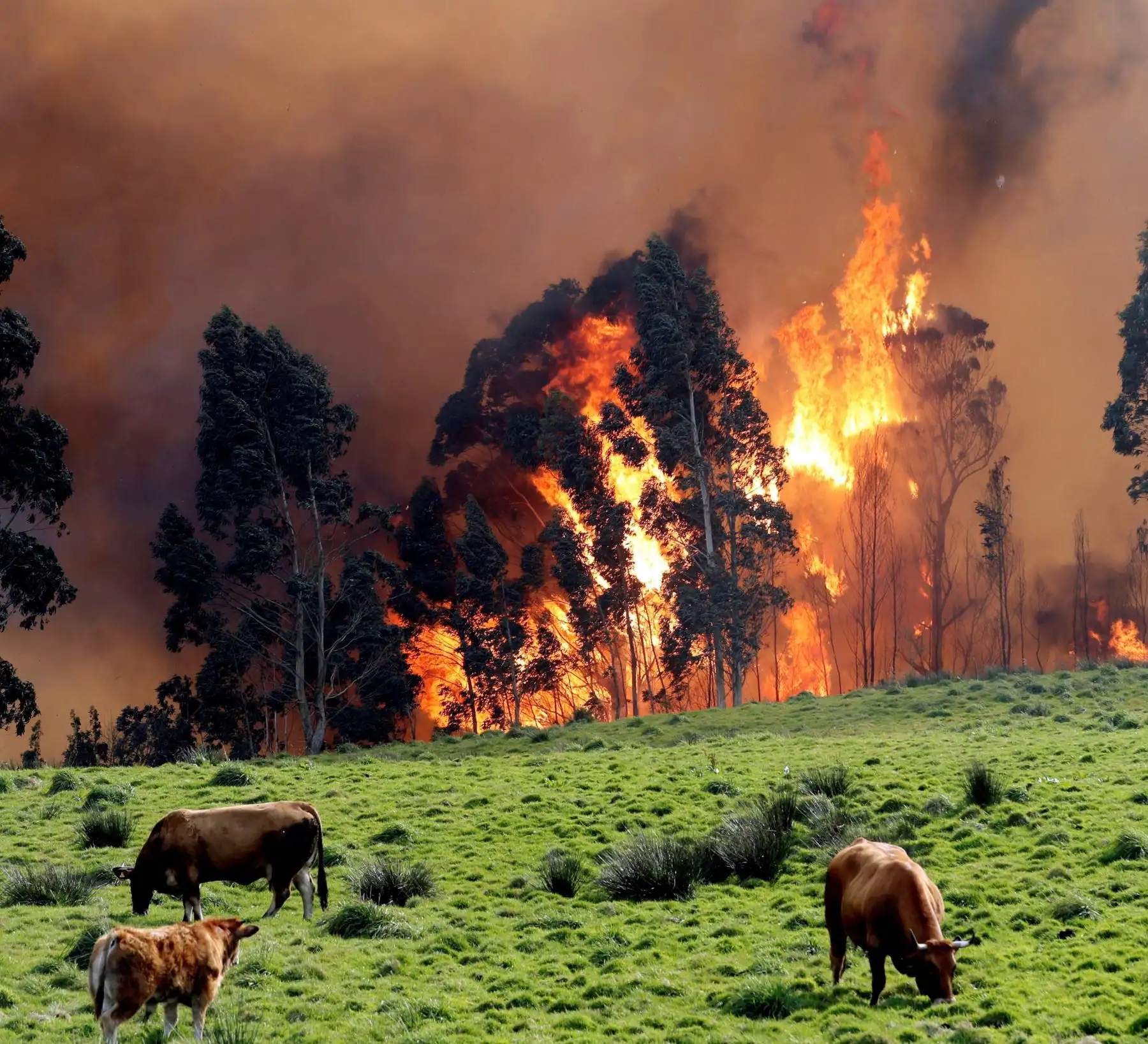 Asturias registra incendios forestales en un total de 32 de los 78 municipios de la región de España. Foto: EFE
