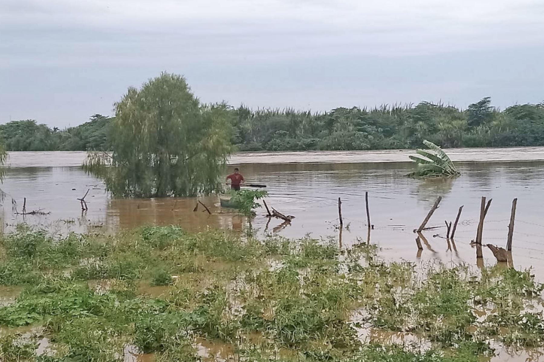 Incremento del caudal del río Tumbes afectó a terrenos de cultivo ubicados en las zonas bajas de la ciudad de Tumbes. Foto: ANDINA
