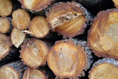 Con el pago de una multa que va entre 1 hasta 5,000 Unidades Impositivas Tributarias (UIT) podría ser sancionado el propietario del establecimiento comercial de Arequipa, donde se encontraron 886 pies tablares de madera castaña (Bertholletia excelsa), especie que se encuentra en peligro de extinción.