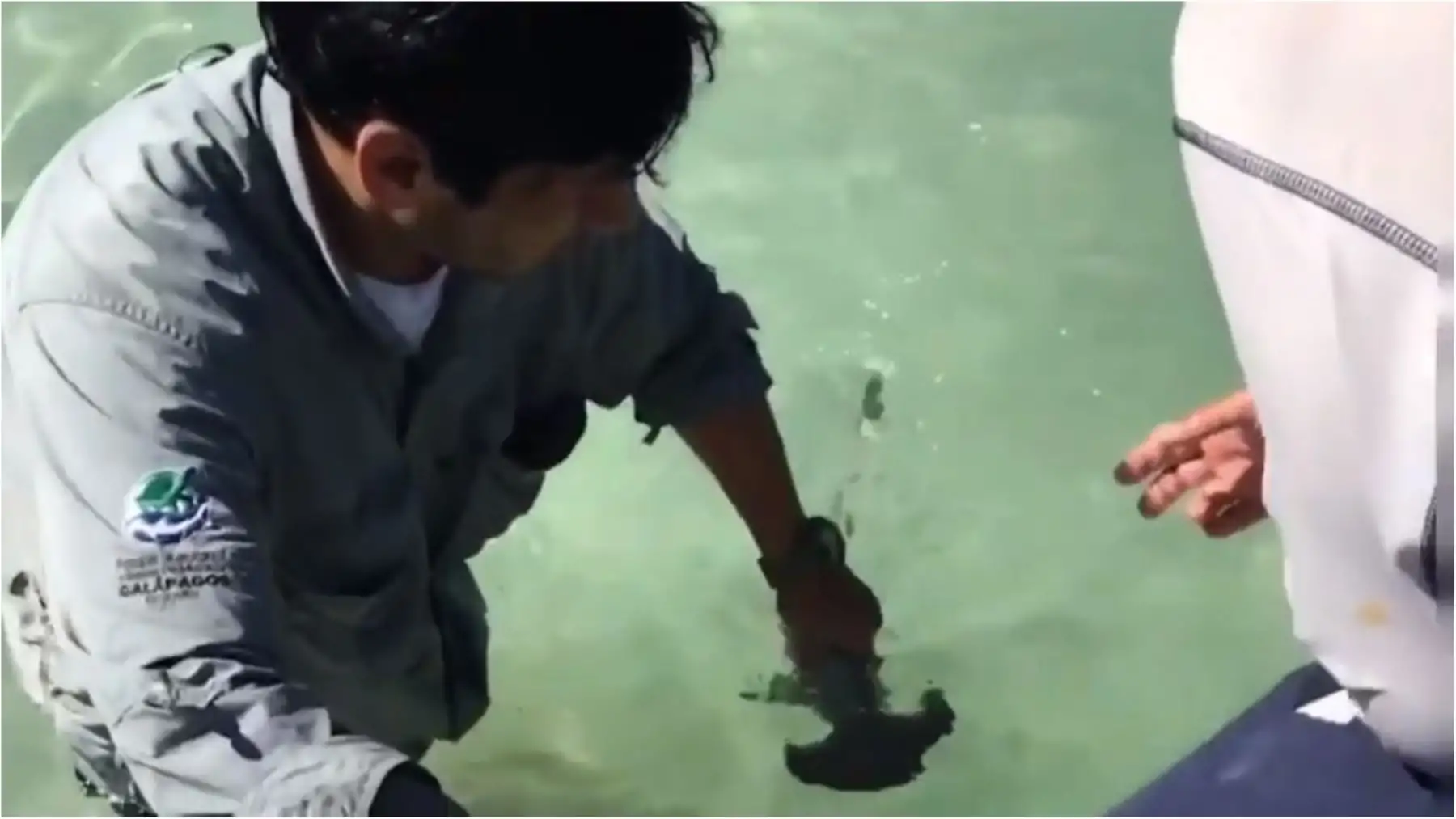 Hallan un nuevo refugio natural con 20 ejemplares de tiburón martillo en Galápagos. Foto: Captura TV AFP.