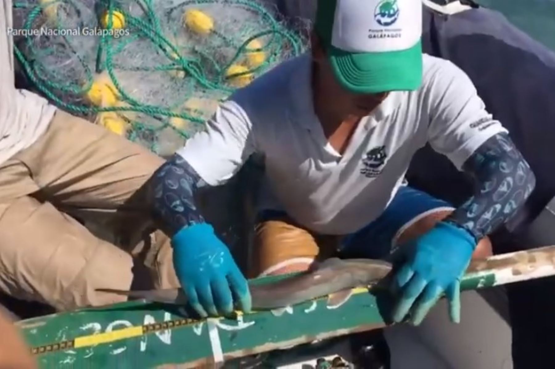 Hallan un nuevo refugio natural con 20 ejemplares de tiburón martillo en Galápagos. Foto: Captura TV AFP.