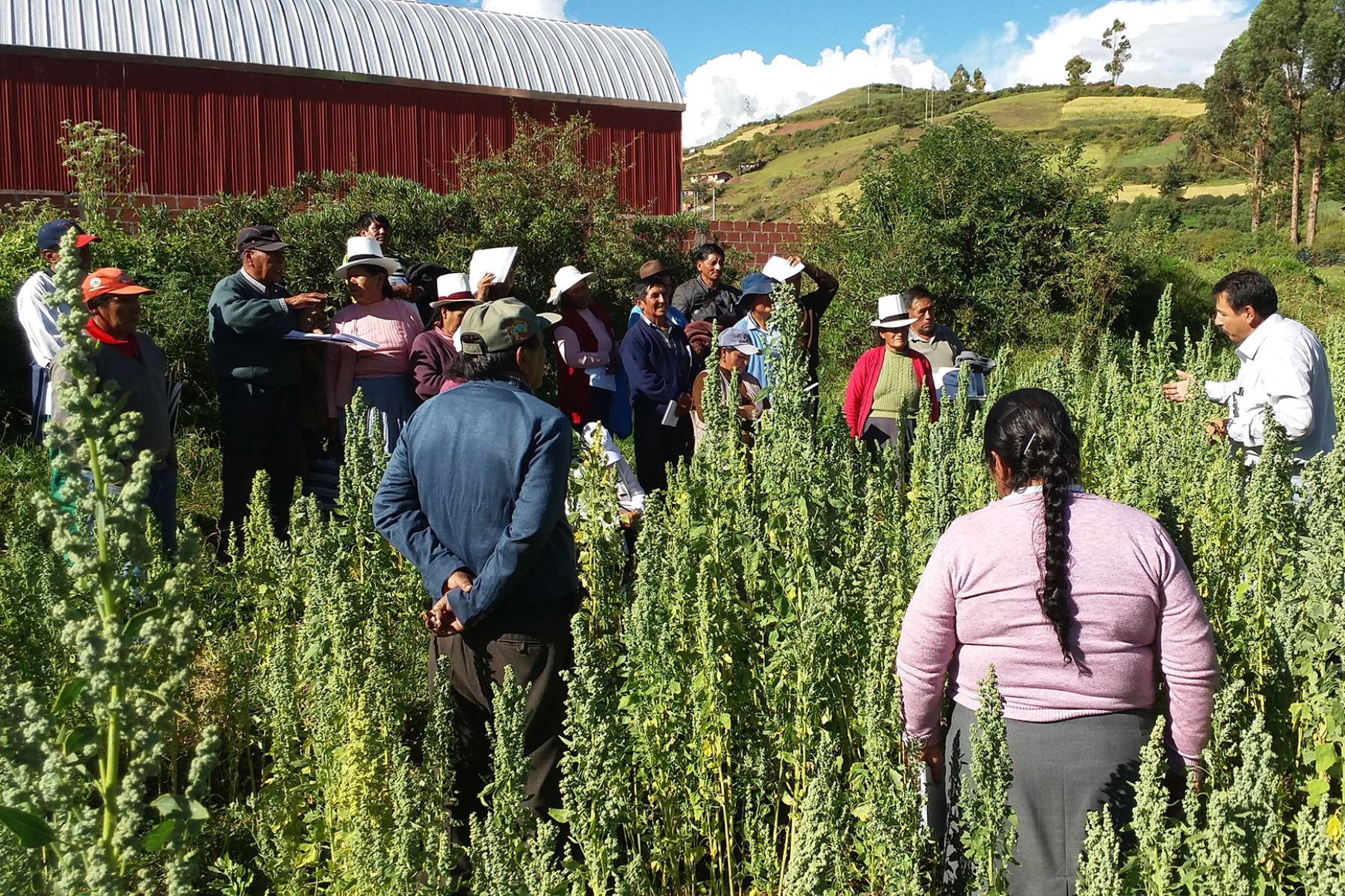 INIA diseña nueva metodología de producción de quinua en Cusco. ANDINA/Difusión