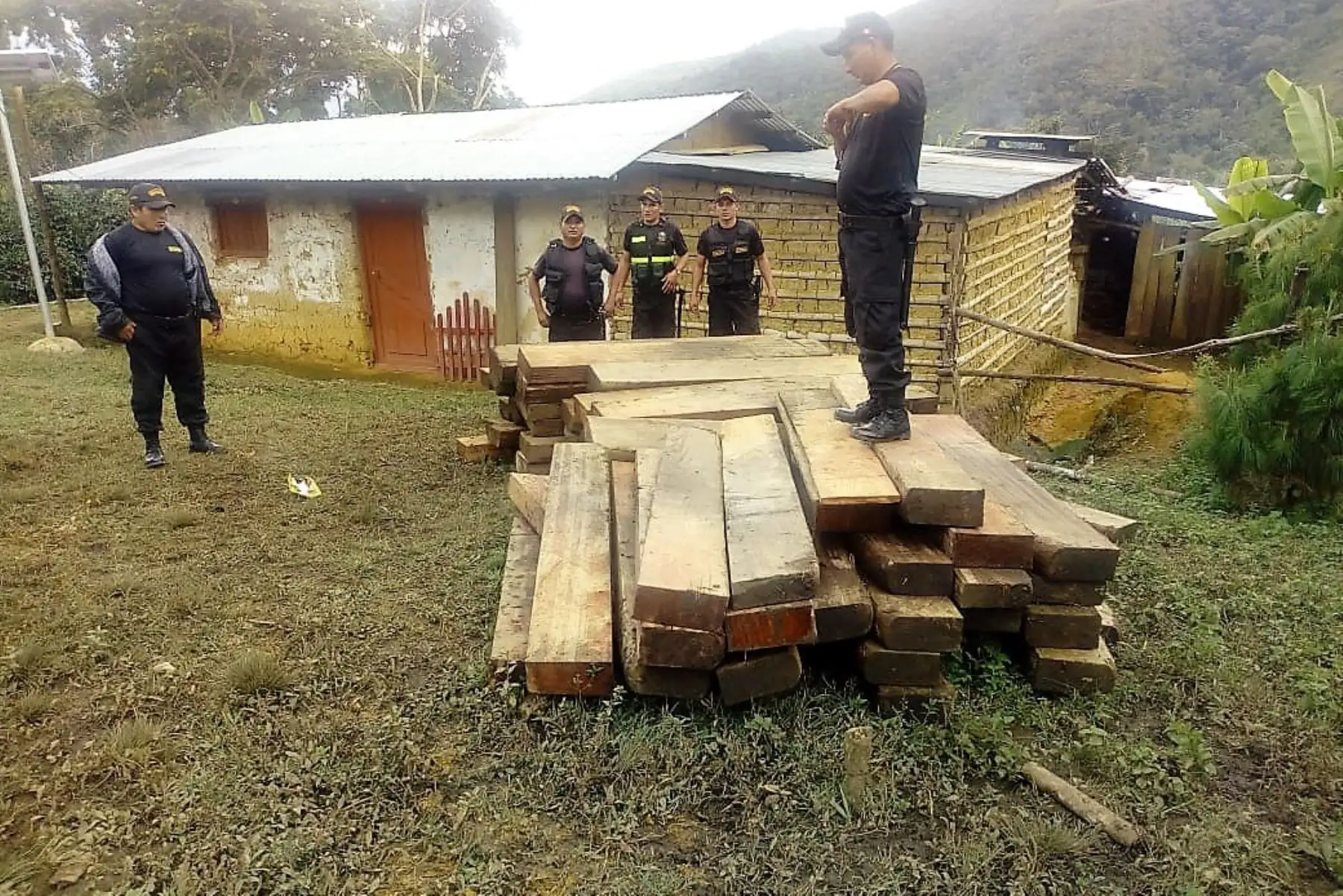 Cajamarca ejecuta acciones para frenar tala ilegal en bosques de la provincia de San Ignacio. ANDINA/Difusión