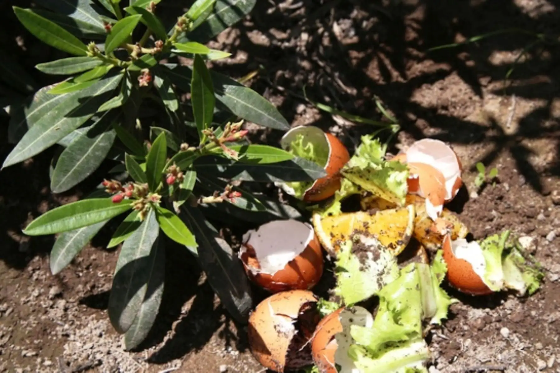 Conoce los pasos para obtener fácilmente abono natural en tu casa. Foto: ANDINA/Difusión.