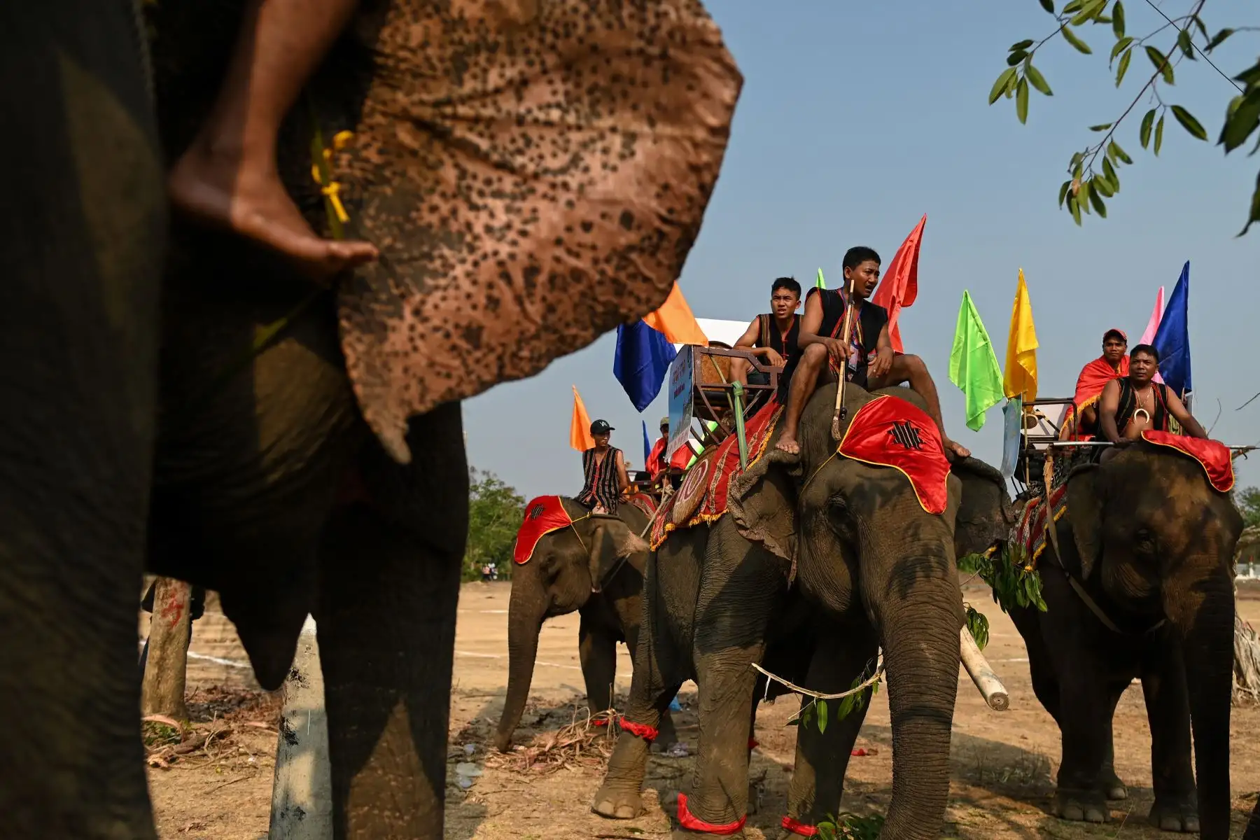 Los mahouts preparan a sus elefantes para la carrera del festival de elefantes de Buon Don en Vietnam. Foto: AFP