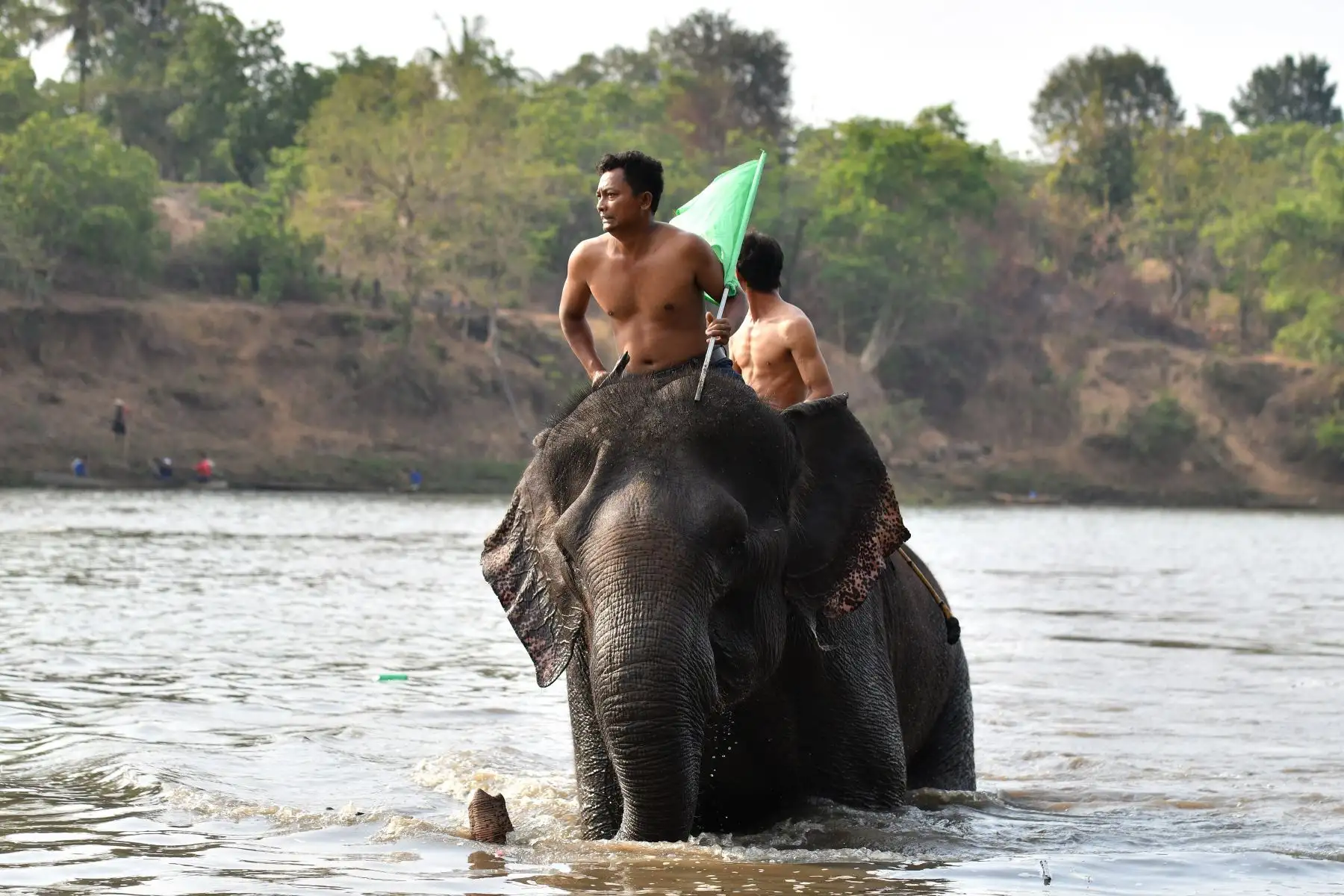 Los mahouts se preparan en el río para participar en una carrera de elefantes en Vietnam. Foto: AFP