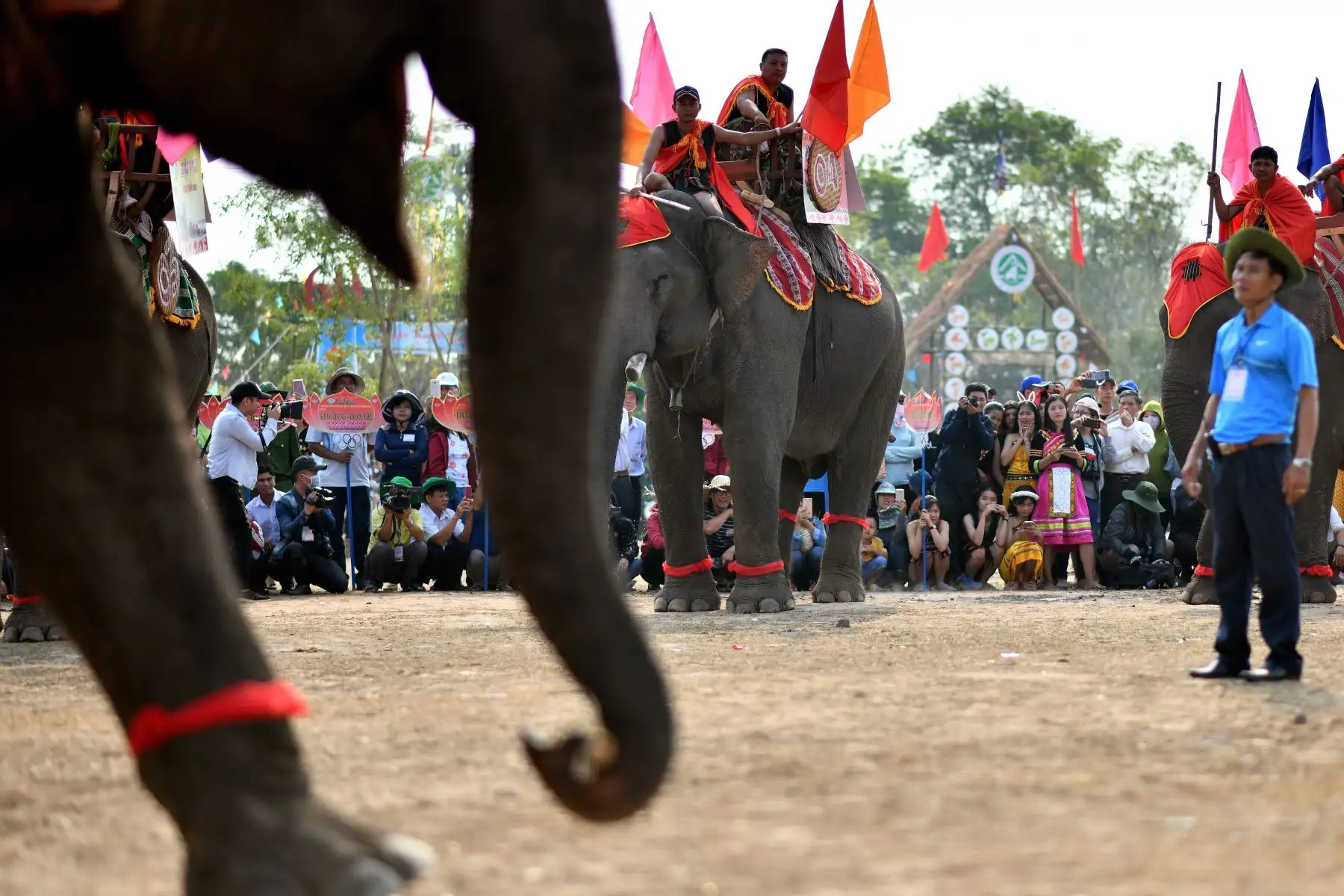 Los mahouts preparan a sus elefantes para la carrera del festival de elefantes de Buon Don en Vietnam. Foto: AFP