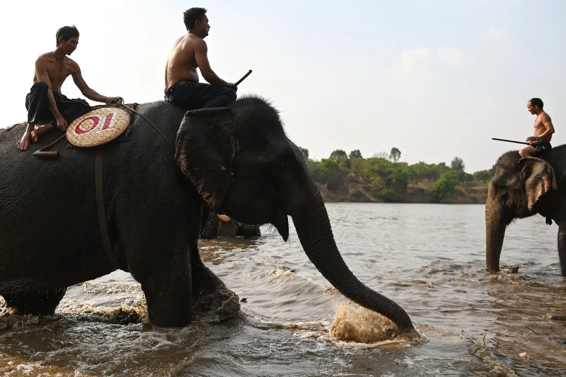 Los mahouts se preparan en el río para participar en una carrera de elefantes en Vietnam. Foto: AFP