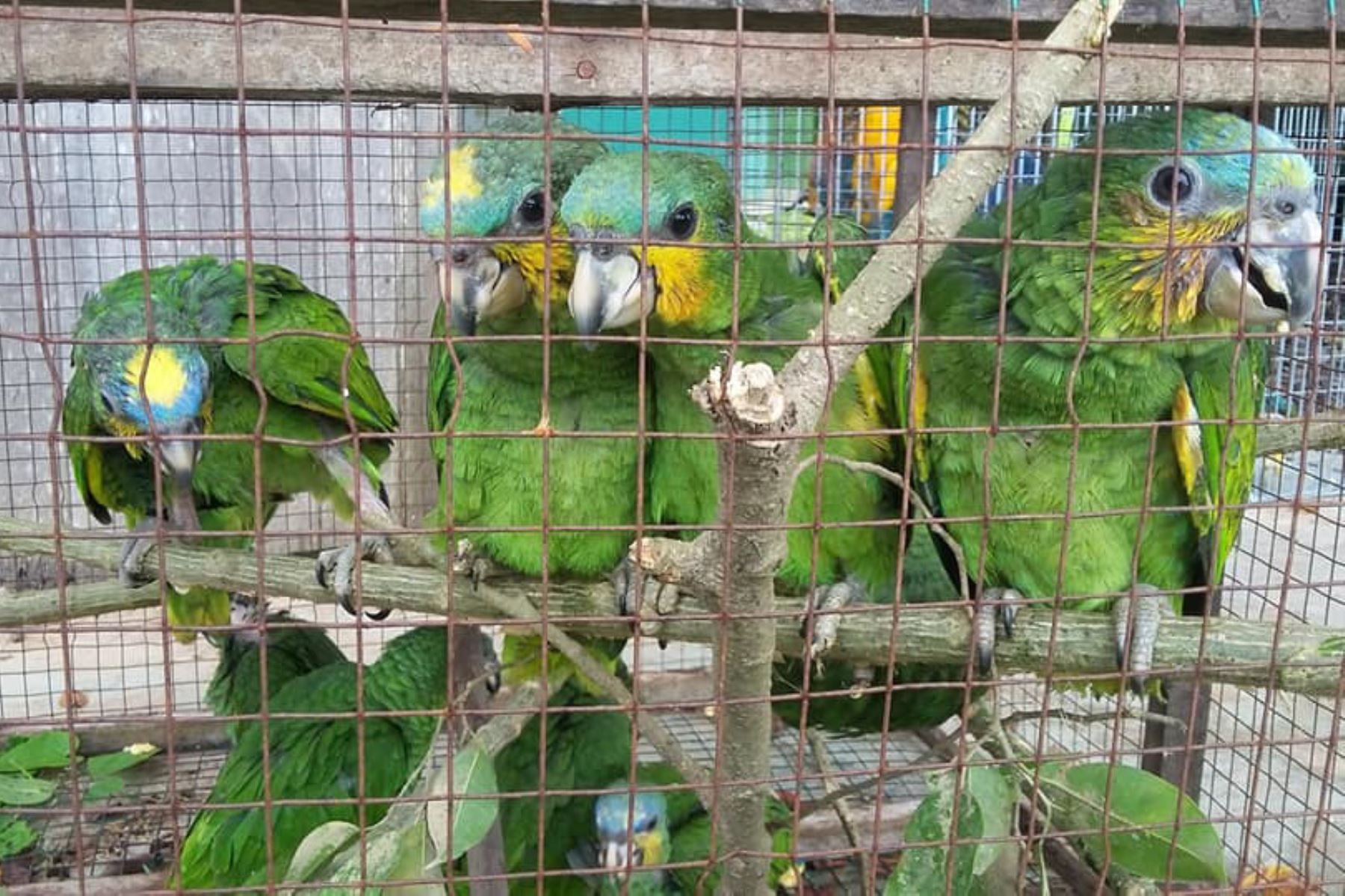Rescatan a 1,500 aves silvestres de traficantes de animales en Ucayali. ANDINA/Difusión
