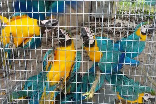 Recuerdan prohibición de tener especies silvestres en cautiverio ilegal. ANDINA/Difusión