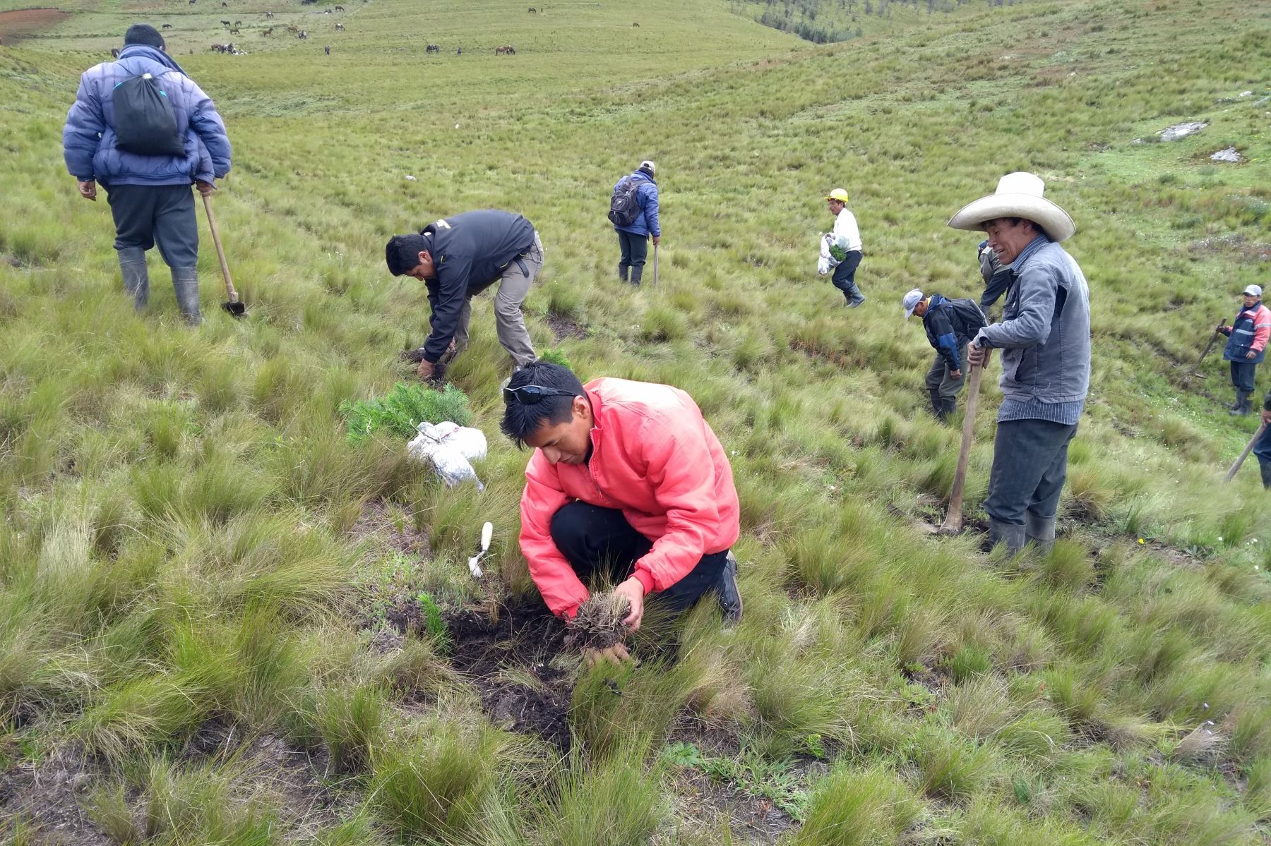 Con faena comunal pobladores de comunidad de Cajamarca reforestan sus bosques. ANDINA/Difusión