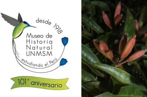 Científicos reportan hallazgo de nueva especie de arbusto en la cordillera El Sira. ANDINA/Difusión