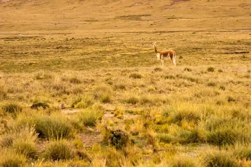 El cambio climático amenaza los pastizales de la ecorregión Puna como la que existe en la Reserva Paisajística Nor Yauyos Cochas. Foto: Miguel Flores Monroe