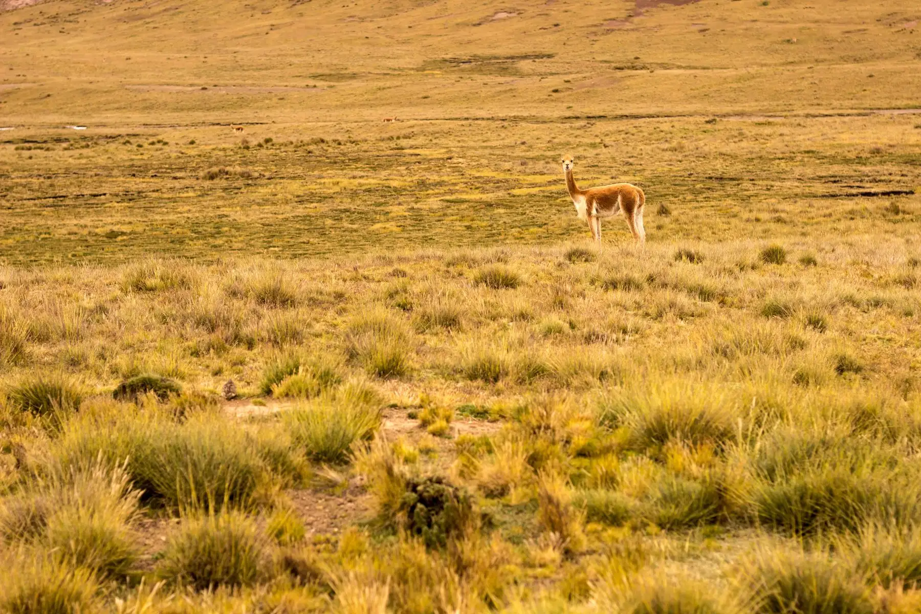 El cambio climático amenaza los pastizales de la ecorregión Puna como la que existe en la Reserva Paisajística Nor Yauyos Cochas. Foto: Miguel Flores Monroe