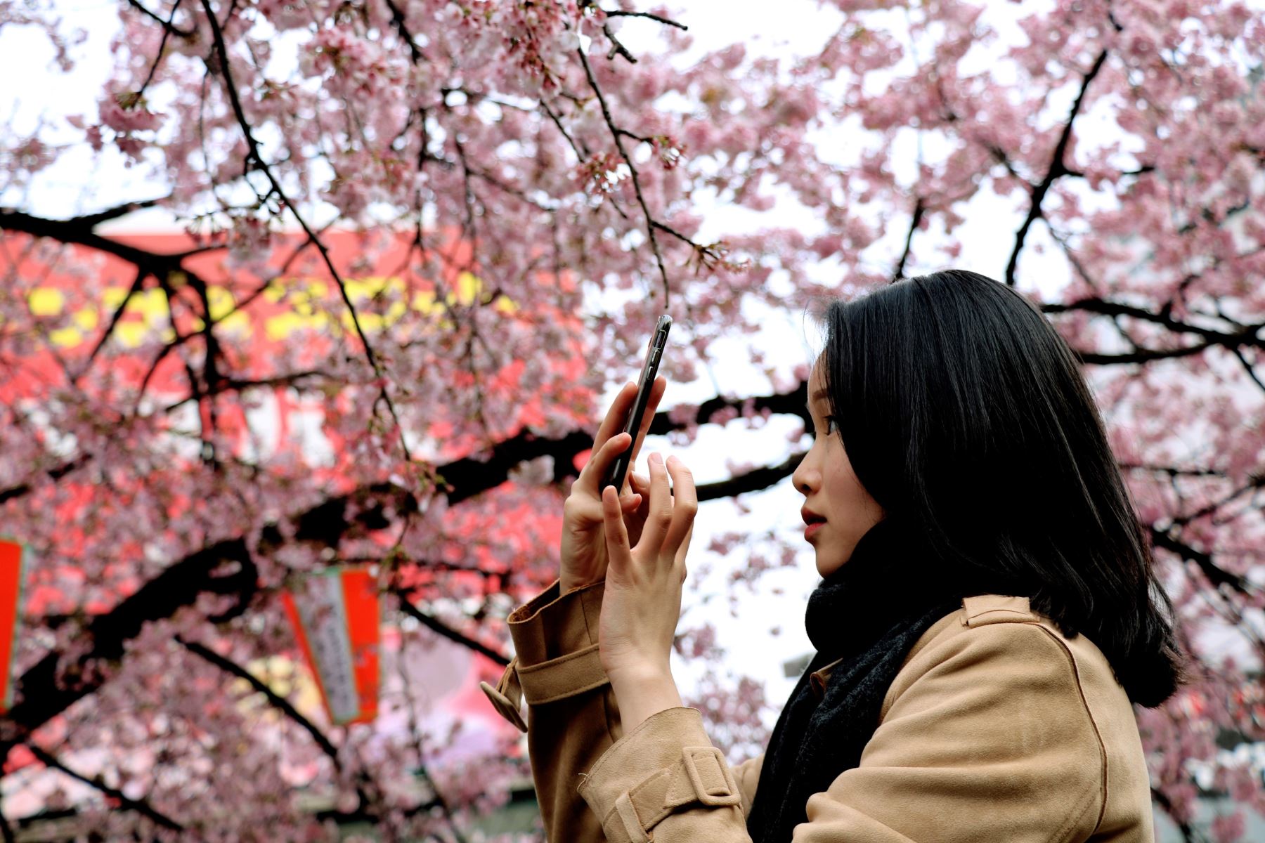 Tokiotas y turistas se arremolinan bajo el "okansakura", una de las variedades de cerezo que florecen más pronto en Japón. Foto: EFE