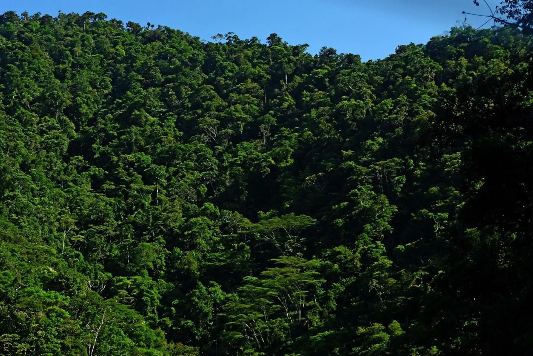 El objetivo de esta alianza es proteger la naturaleza. ANDINA/Difusión