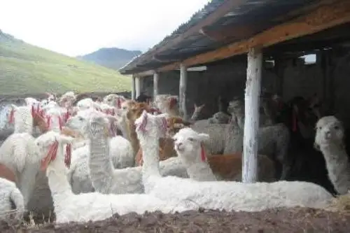El Ministerio de Agricultura y Riego pone en marcha plan para proteger el ganado ante próxima temporada de heladas. ANDINA/Difusión