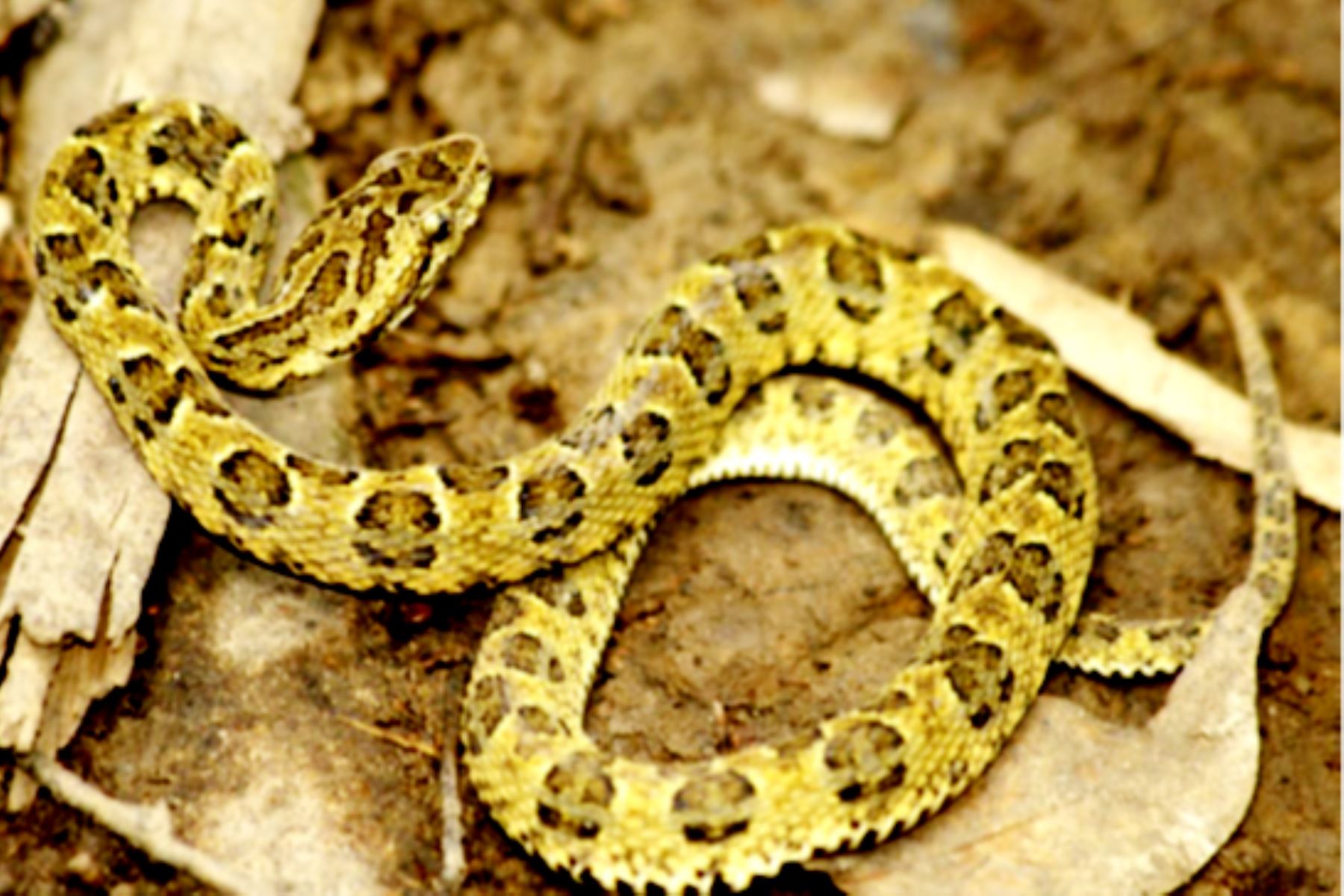 La Bothrops sonene es una serpiente venenosa que solo ha sido registrada en las Pampas del Heath, al interior del parque Nacional Bahuaja Sonene. Foto: ANDINA/Difusión