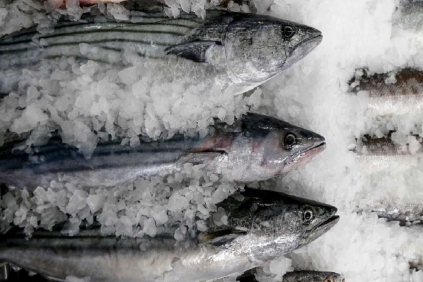 “Mi Pescadería” llegará mañana al distrito de Junín, provincia del mismo nombre, para ofrecer 200 kilos de pescado de alto valor nutricional y a precios de promoción.