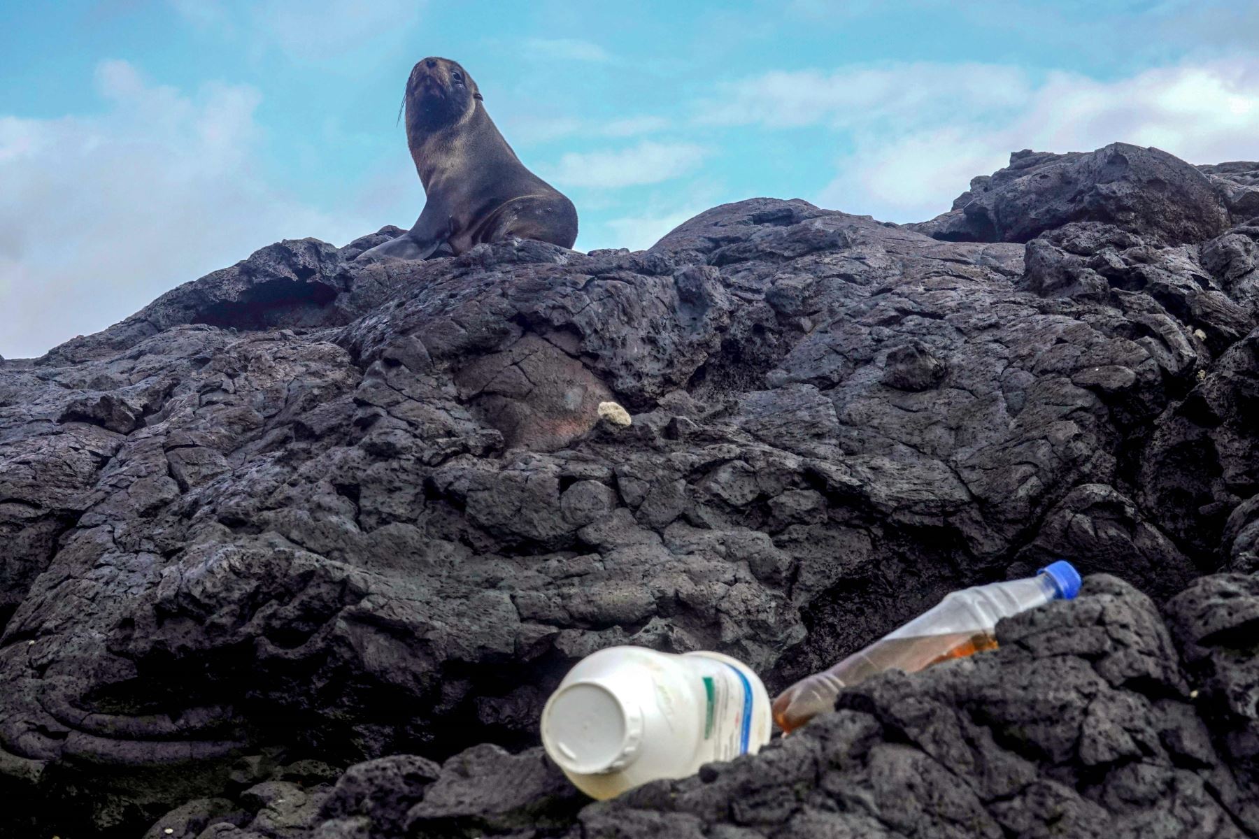 Un lobo marino de Galápagos (Arctocephalus galapagoensis) descansa cerca de una franja de basura en la Isla Isabela en el Archipiélago de las Islas Galápagos en el Océano Pacífico a 1000 km de la costa de Ecuador, el 21 de febrero de 2019. Foto: AFP