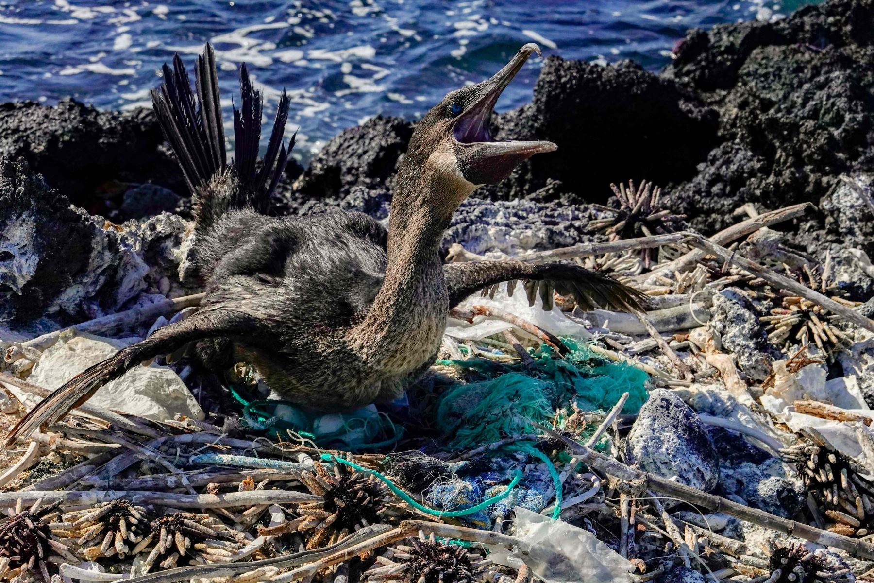 Un cormorán no volador (Nannopterum harrisi) se sienta en su nido rodeado de basura en la costa de la Isla Isabela en el archipiélago de las Galápagos en el Océano Pacífico, a 1000 km de la costa de Ecuador, el 21 de febrero de 2019. Foto: AFP