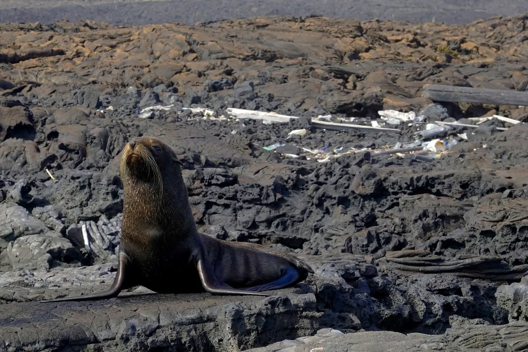 Un lobo marino de Galápagos (Arctocephalus galapagoensis) se ve cerca de una franja de basura en la Isla Isabela en el Archipiélago de Galápagos en el Océano Pacífico, a 1000 km de la costa de Ecuador. Foto: AFP