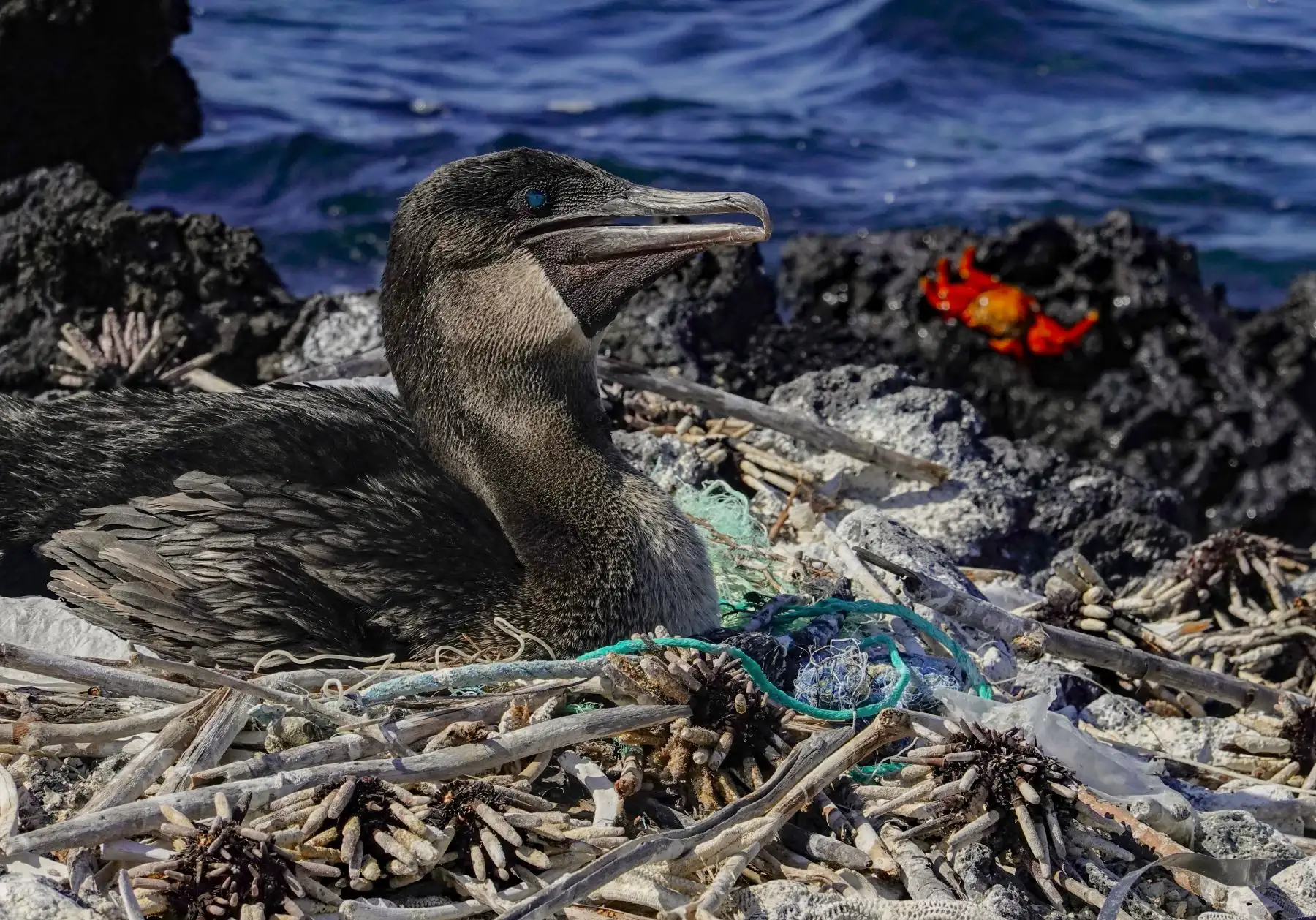 Un cormorán no volador (Nannopterum harrisi) se sienta en su nido rodeado de basura en la costa de la Isla Isabela en el Archipiélago de Galápagos en el Océano Pacífico, a 1000 km de la costa de Ecuador.Foto:AFP