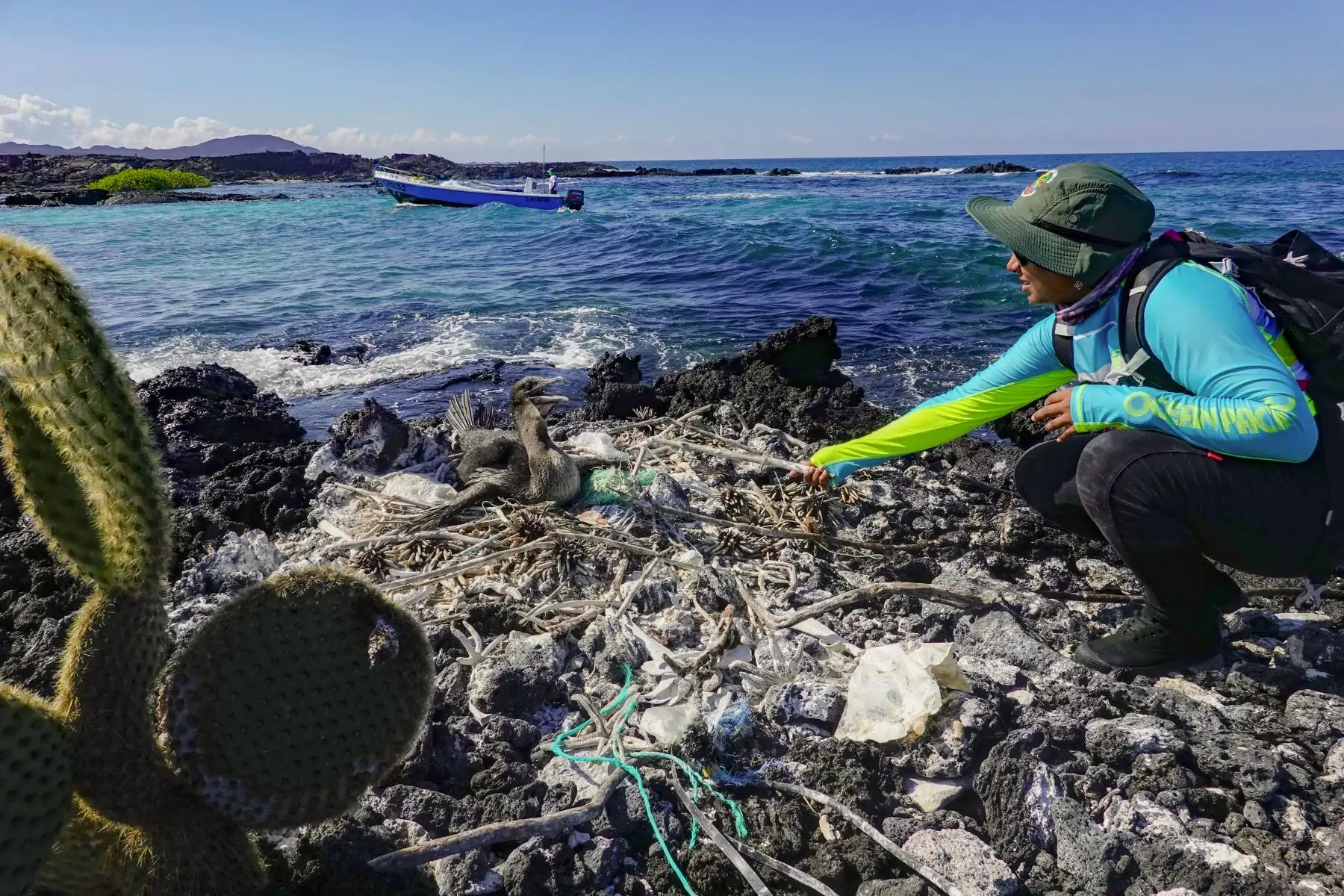 La bióloga y guardabosques del Parque Nacional Galápagos, Jennifer Suárez, recolecta la basura de un nido de un cormorán no volador (Nannopterum harrisi) en la costa de la Isla Isabela en el Archipiélago de las Galápagos en el Océano Pacífico, a 1000 km de la costa de Ecuador.Foto:AFP