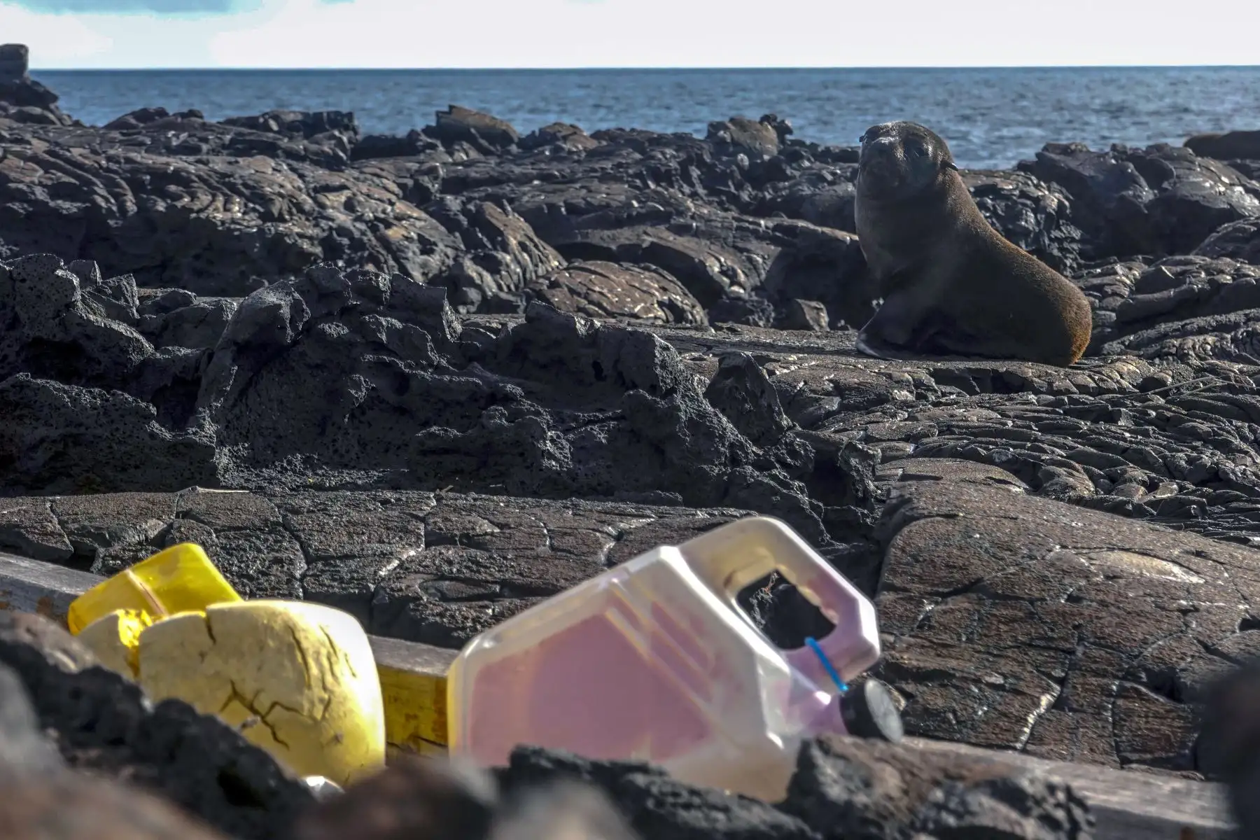 Un lobo marino de Galápagos (Arctocephalus galapagoensis) descansa cerca de una franja de basura en la costa de la Isla Isabela en el Archipiélago de Galápagos en el Océano Pacífico a 1000 km de la costa de Ecuador.Foto:AFP