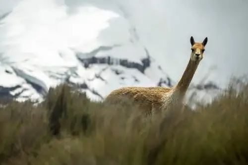 Chimborazo, Ecuador: Una vicuña vaga al pie del volcán Chimborazo, en los Andes centrales de Ecuador. Foto: AFP.