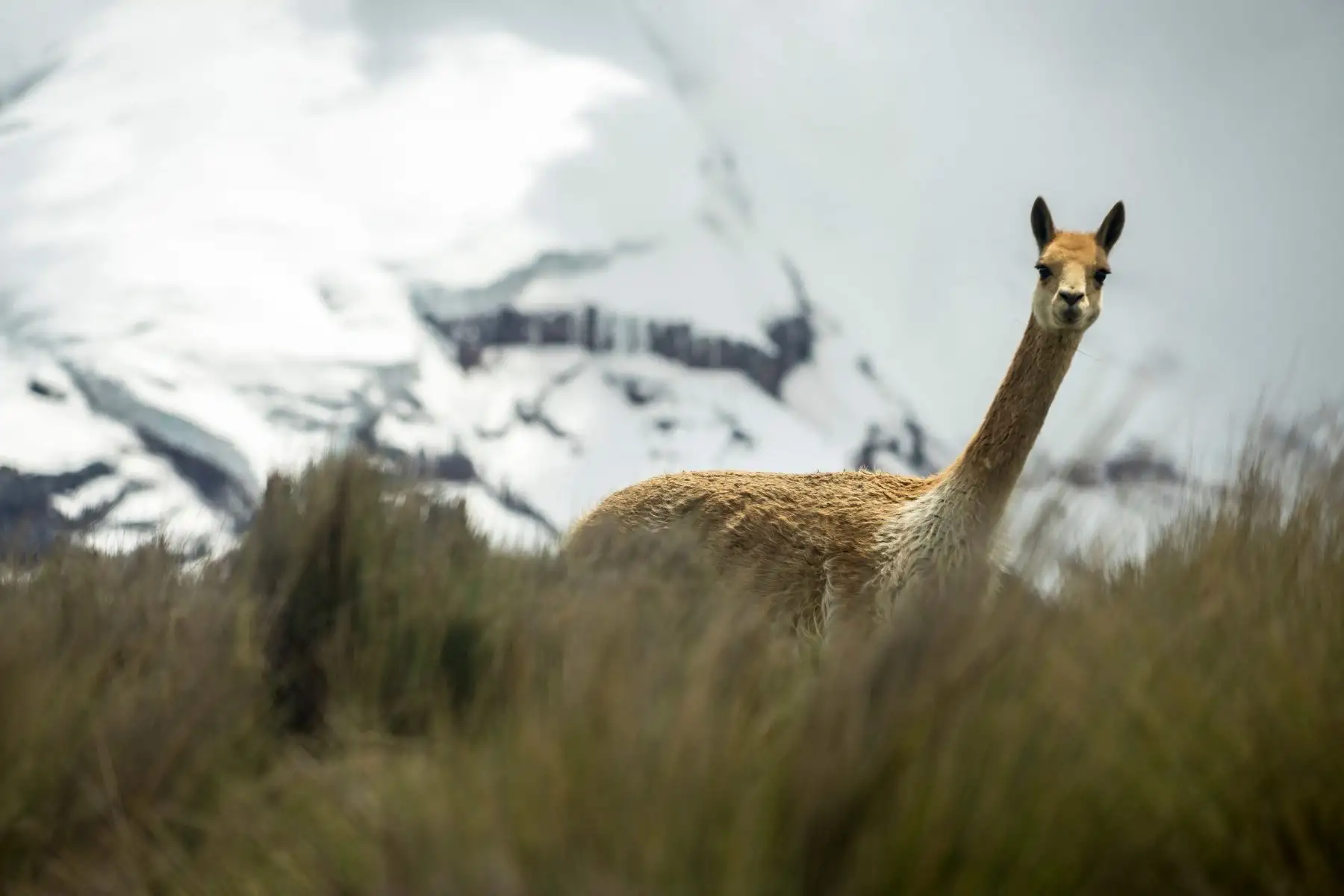 Chimborazo, Ecuador: Una vicuña vaga al pie del volcán Chimborazo, en los Andes centrales de Ecuador. Foto: AFP.