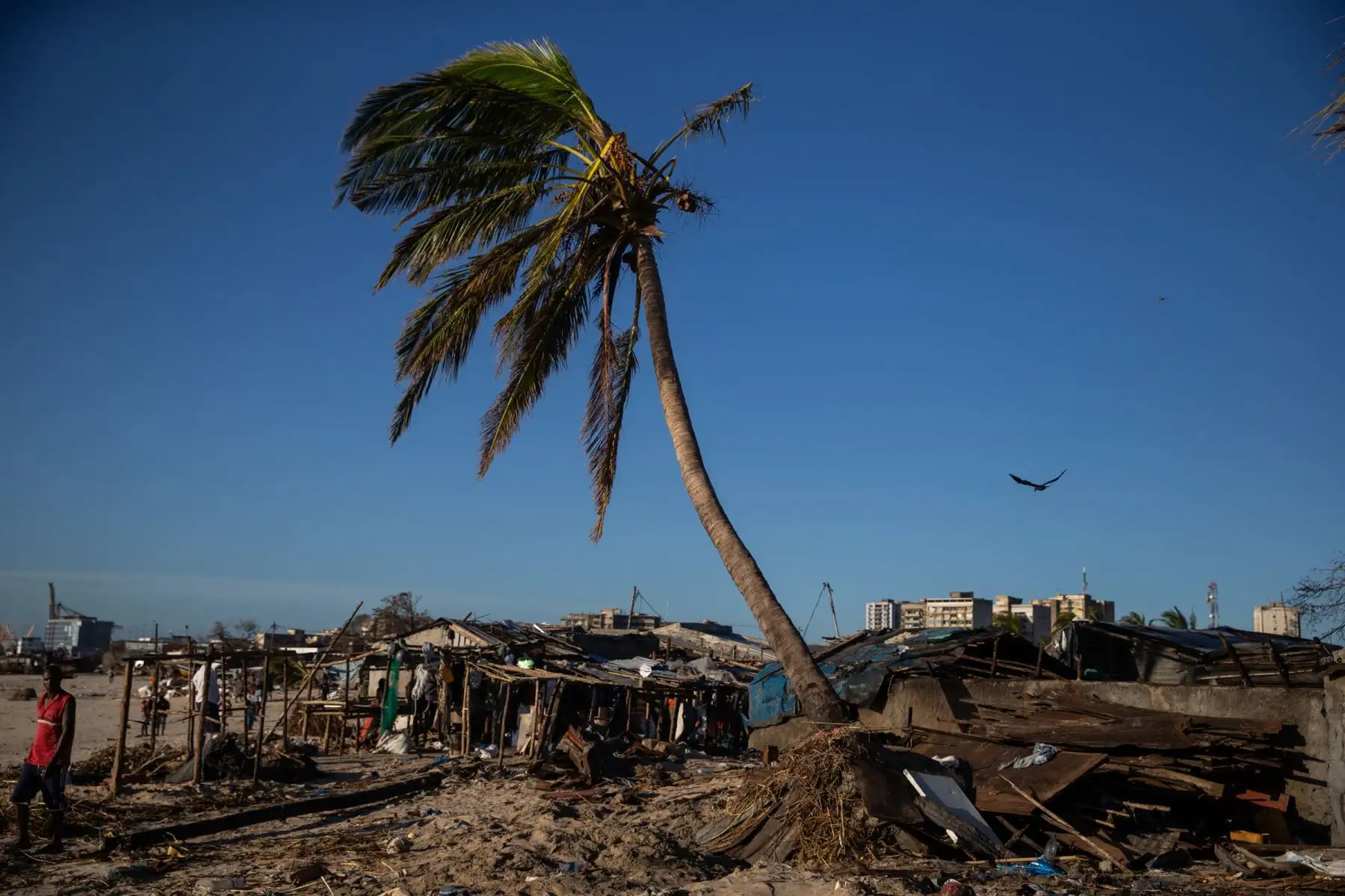 Una palmera se encuentra entre los escombros en la playa en el área de Praia Move en Beira, Mozambique, . El ciclón Idai se estrelló contra la costa de Mozambique desatando una fuerza de huracanes y una lluvia que inundó las franjas del país pobre antes de atacar el este de Zimbabwe. matando a 705 personas en las dos naciones.Foto: AFP