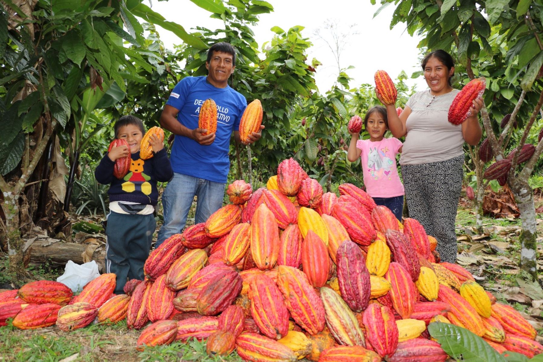 El cacao está de moda en Puno y se masifica su cultivo en San Gabán. ANDINA