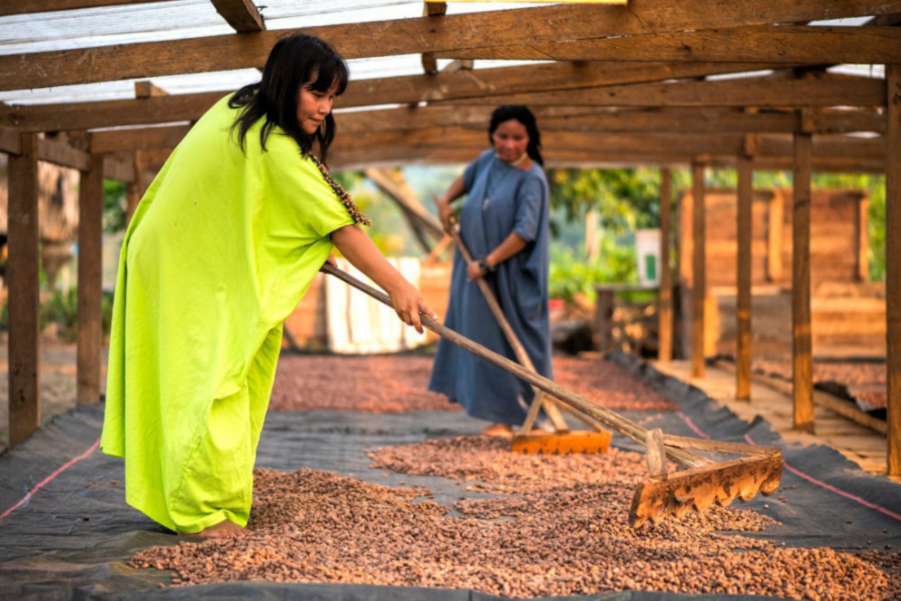 Diecisiete comunidades indígenas en las regiones de Cusco, Junín, Pasco y San Martín cultivan café sin deforestación y mejoran sus ingresos familiares, contando con el apoyo del Programa Nacional de Conservación de Bosques para la Mitigación del Cambio Climático del Ministerio del Ambiente. ANDINA/Difusión