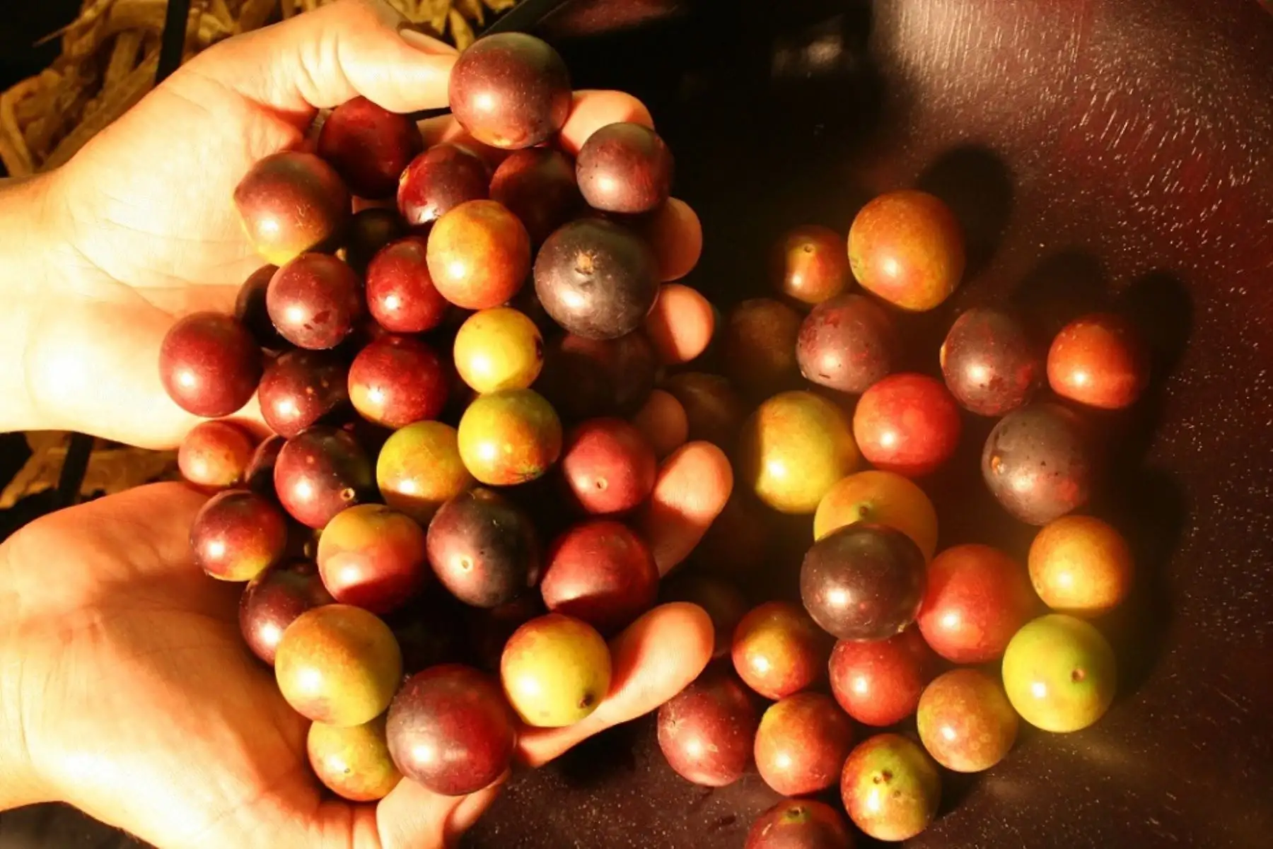 El camu camu, fruto oriundo de nuestra Amazonía y superalimento peruano, es una excelente fuente de vitamina C que ayuda a prevenir el coronavirus y muchas otras enfermedades. Foto: ANDINA/difusión.