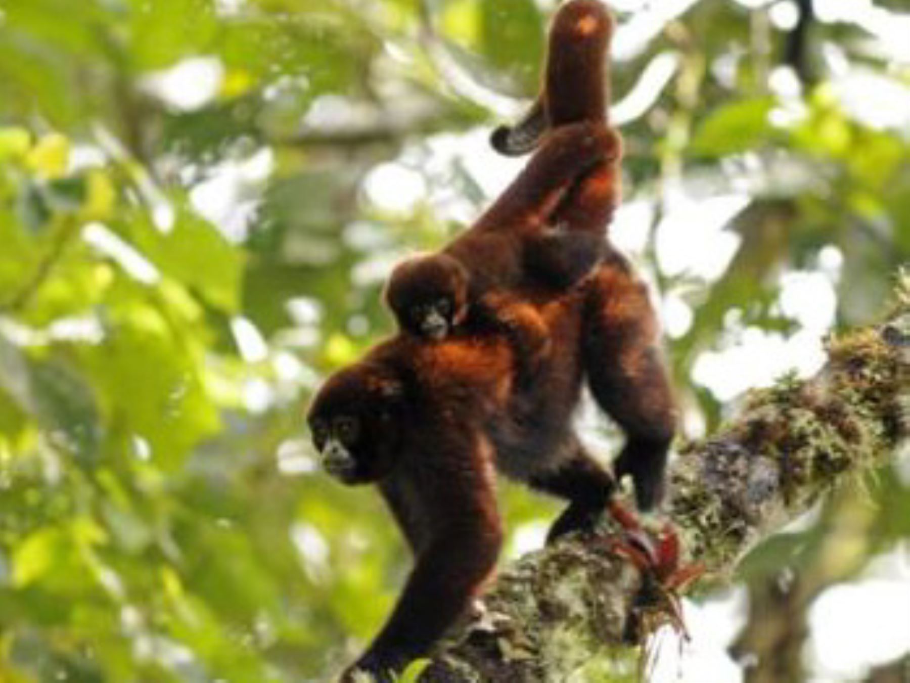 El mono choro de cola amarilla (Oreonax flavicauda) es una de las tres especies de primate endémico del Perú. ANDINA/Difusión