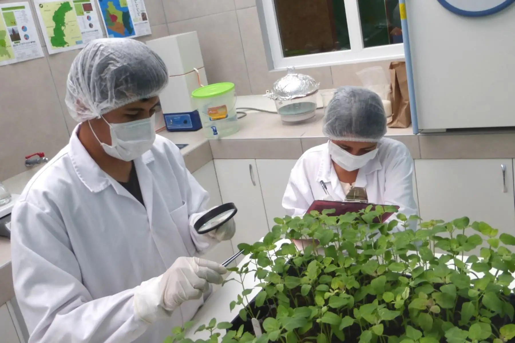 Científicos peruanos identifica tipos de quinua resistentes a enfermedades. Foto: ANDINA/Difusión.