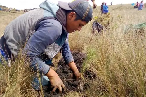 Con siembra de pino promueven actividad forestal y productiva en la sierra de Piura. ANDINA/Difusión